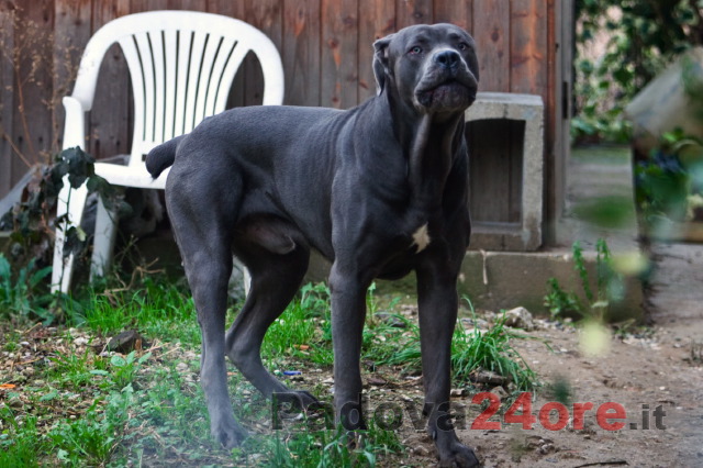 Sabato E Domenica In Fiera A Padova I 00 Cani Piu Belli D Italia Padova24ore