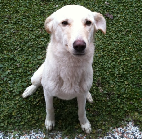 I Cani Piu Belli Del Mondo In Fiera A Padova Padova24ore