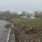 boschetto alberi tagliati via venezuela