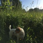 Ciclabile via Sografi – Iris
