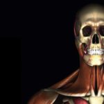 musme anatomia