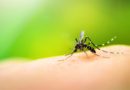 Dengue a Terranegra