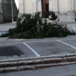 albero roana dopo