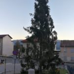 albero roana prima