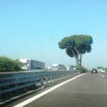 pini marittimi autostrada