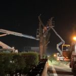 taglio pini marittimi a4