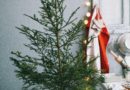Come smaltire gli alberi di Natale: ci pensa Hera a Padova e Bologna