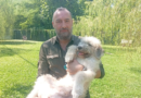 Cani e gatti in adozione a Padova: i baristi del Naviglio aiutano il rifugio di Rubano