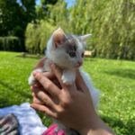 khermit la gattina