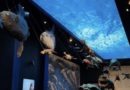 Notturni padovani al Museo della Natura e dell’Uomo, sezione marina