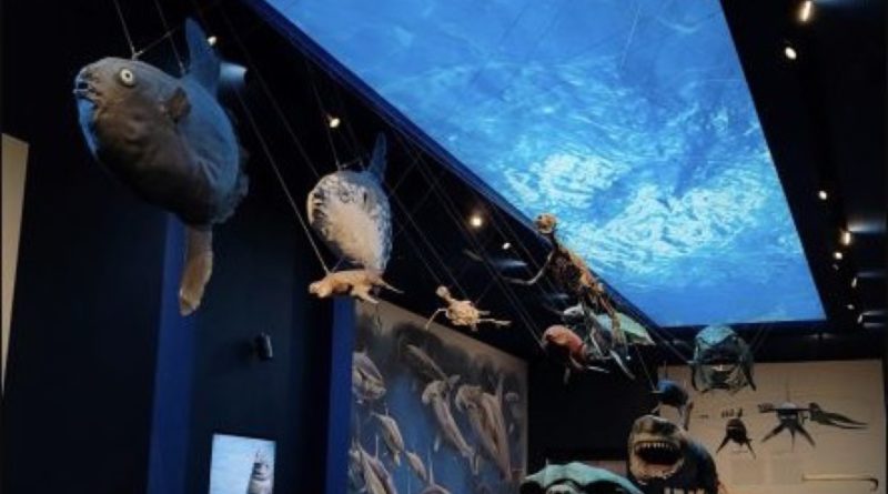 Notturni padovani al Museo della Natura e dell’Uomo, sezione marina