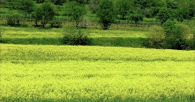 Euganea Film Festival 2026, paesaggio dei Colli Euganei