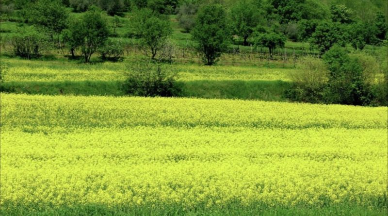Euganea Film Festival 2026, paesaggio dei Colli Euganei