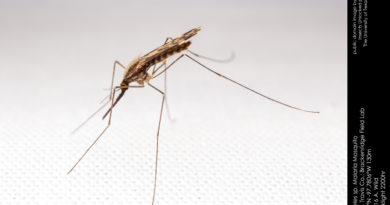 Zanzara Anopheles vettore della malaria