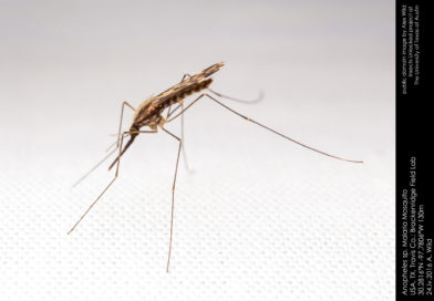 Zanzara Anopheles vettore della malaria