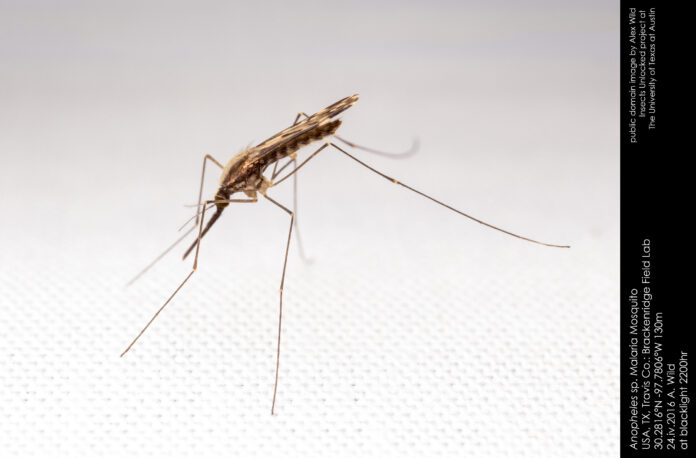 Zanzara Anopheles vettore della malaria