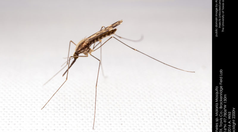 Zanzara Anopheles vettore della malaria