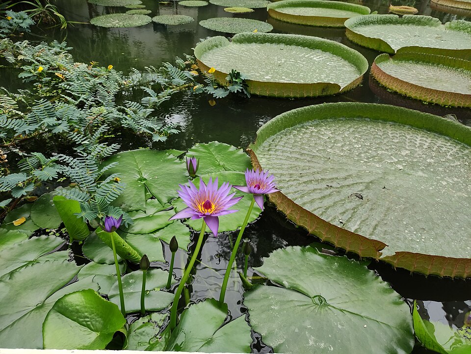 Orto botanico di Padova
