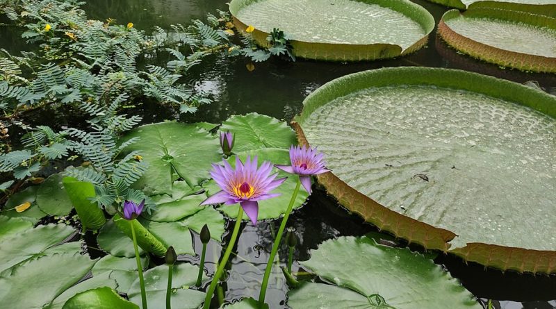 Orto botanico di Padova