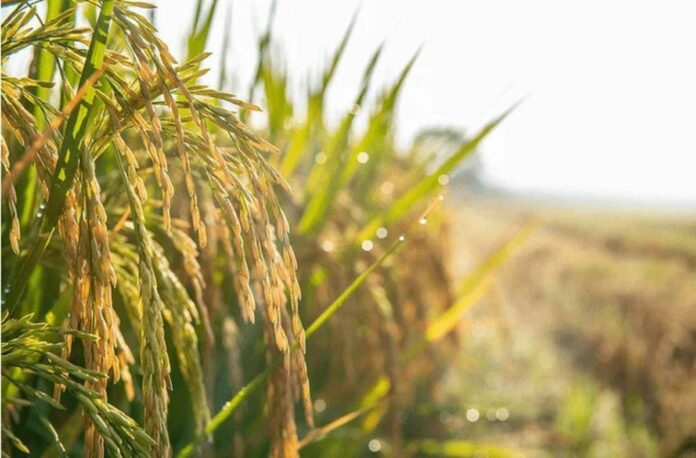 Agri-E Padova: pannocchie di riso in un campo, immagine d’archivio