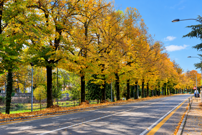 Nuovi alberi a Padova, viale alberato con alberi dai colori autunnali e cielo sereno.