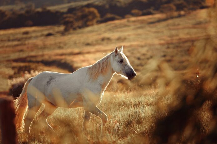 Cavallo bianco in un prato, foto d’archivio sul tema della tutela degli equidi