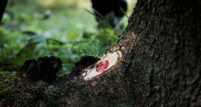 Forest a Piove: un tronco segnato nel bosco in un fotogramma del documentario