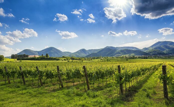 Cinghiali sui Colli Euganei, vigneti e paesaggio del territorio vitivinicolo padovano